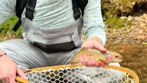 a client with a nice creek rainbow trout. he's holding the fish above a net, rocks and grass in the background.